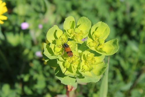 Réf. 205 658 : Arge cyanocrocea